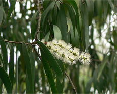 Cajeput