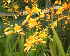 Citronella