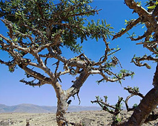 Frankincense