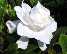 Gardenia