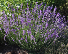 Lavender