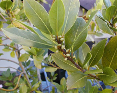 BayLeaf
