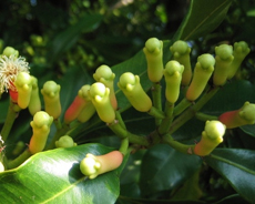 Cloves