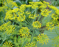 Dill