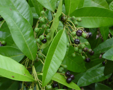 Allspice