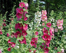 Hollyhock
