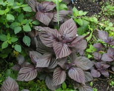 Perilla