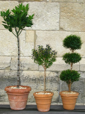 topiary