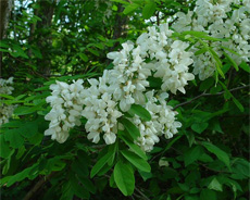 acacia