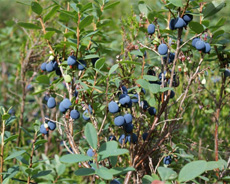 Billberry